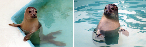 Seal Pups